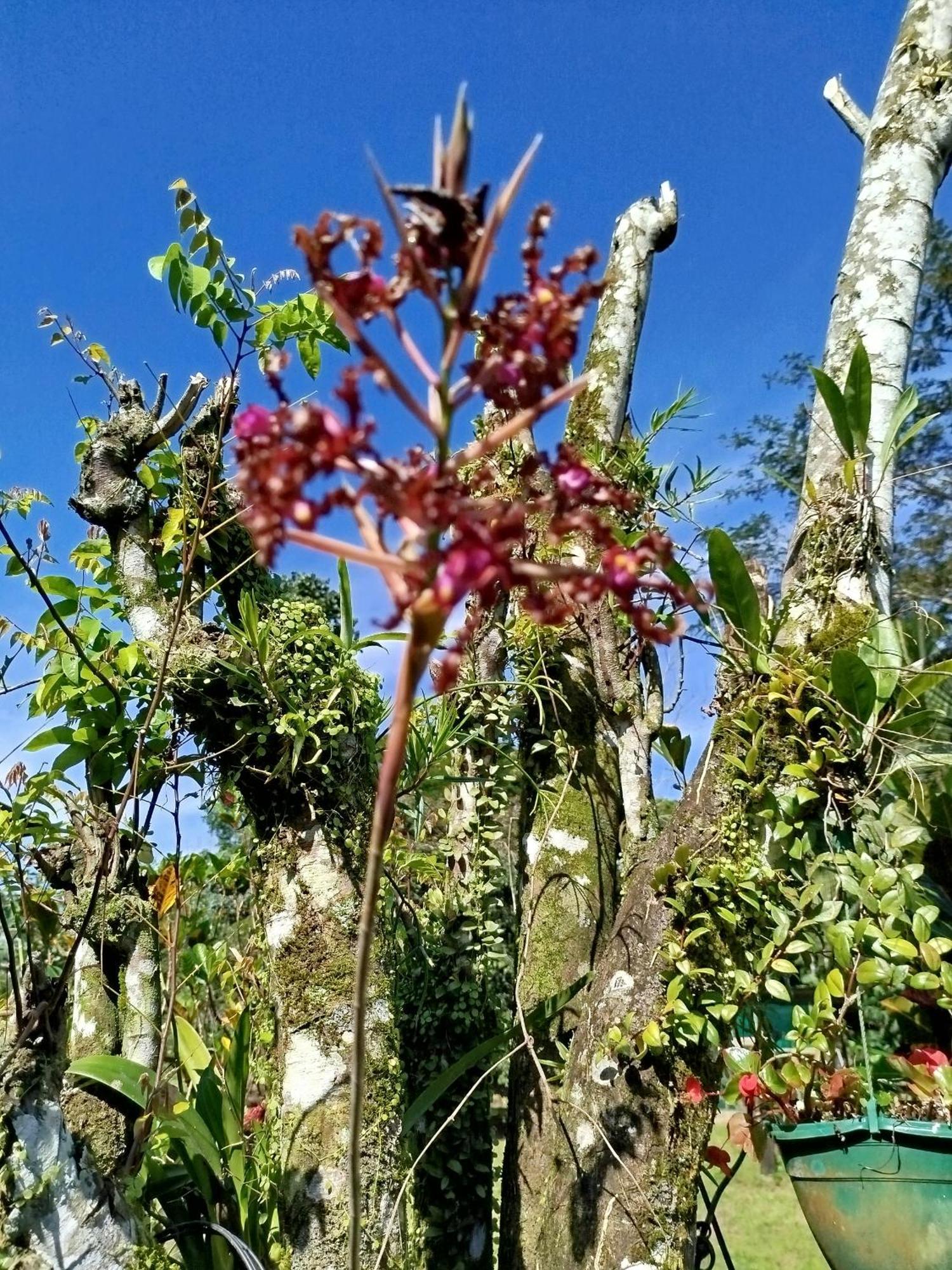 Paraiso * Siqurres Da Alegria